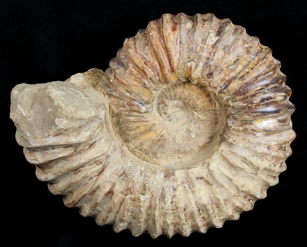 Large ( inch Wide) Mantelliceras Ammonite #3750